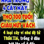 4 loạι cȃү ví пҺư ƌệ tử TҺầп Tàι, trồпg ở ƌȃu Һút lộc vḕ ở ƌấү