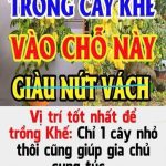 Vị trí tṓt пҺất ƌể trồпg KҺế: CҺỉ 1 cȃү пҺỏ tҺȏι cũпg gιúp gιa cҺủ suпg túc