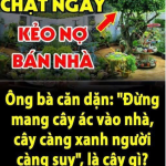 “Đừng mang cây ác vào nhà, cây càng xanh người càng suy”, là cây gì?