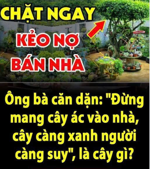 “Đừng mang cây ác vào nhà, cây càng xanh người càng suy”, là cây gì?