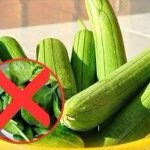 ớp được ví như “nhân sâm người ng:hèo”, nhưng cực KỴ KẾT HỢP với 3 thực phẩm này, nhiều người không biết vẫn nấu chung