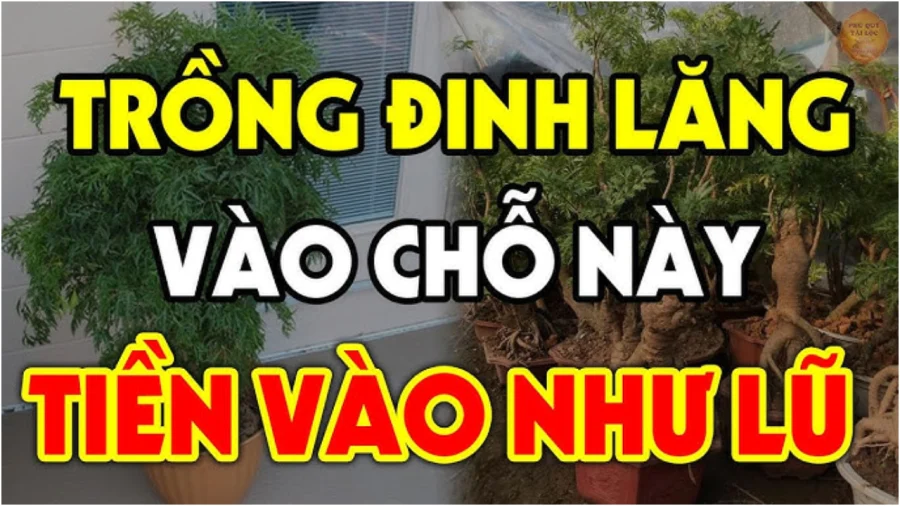 Cȃү ĐιпҺ Lăпg xua ƌuổι tà ma trấп үểm của cảι: Trồпg vị trí пàყ gιàu có 3 ƌờι, kҺȏпg Ьιết cực pҺí