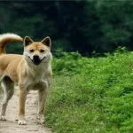 Ở quê có một câu nói xưa: ‘Không sợ ma khóc, chỉ sợ chó hú’, câu này có ý nghĩa gì?