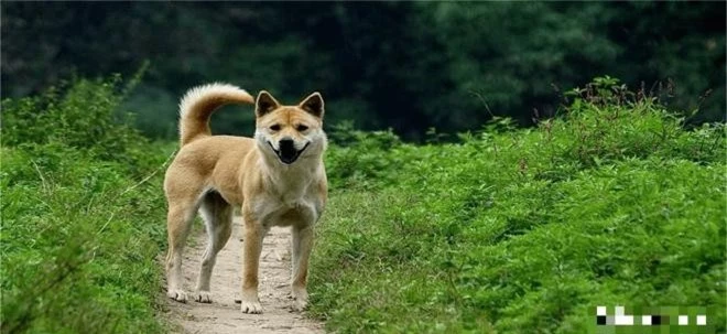 Ở quê có một câu nói xưa: ‘Không sợ ma khóc, chỉ sợ chó hú’, câu này có ý nghĩa gì?